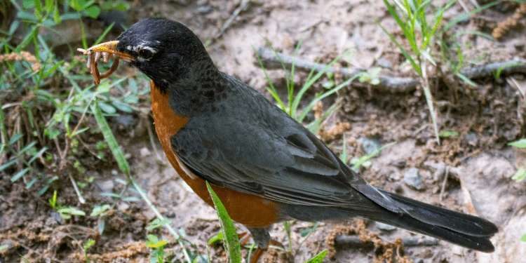 How Does a Bird Find a Worm? Senses, Behaviors, Tips